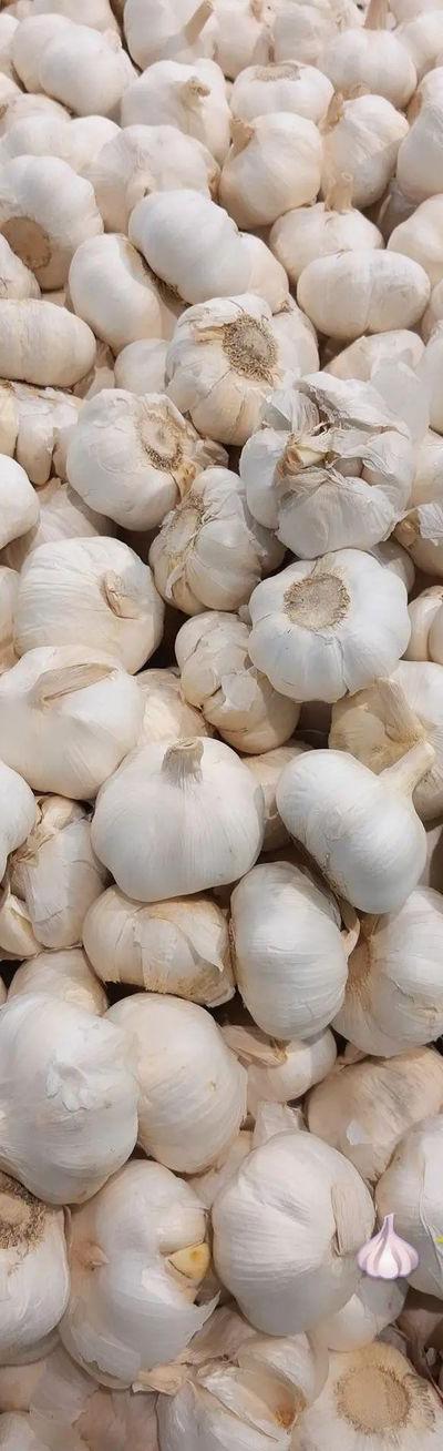 Fresh Local Garlic from Tradly