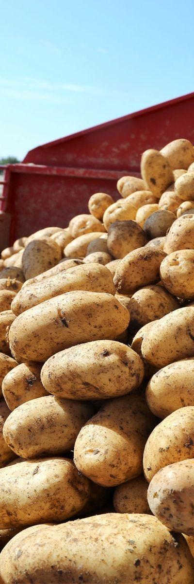 Fresh Potatoes from Tradly