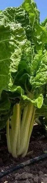 Spinach thumbnail 1