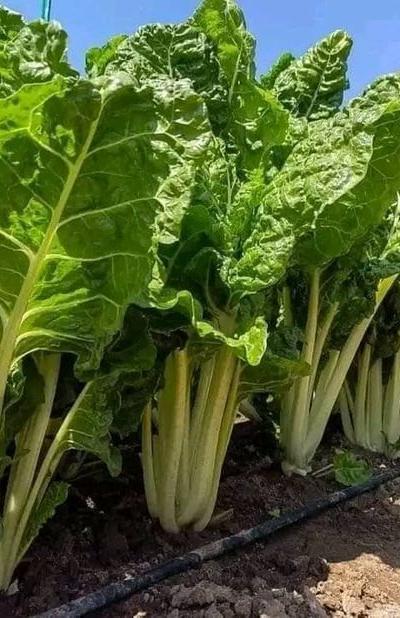 Fresh Spinach from Tradly