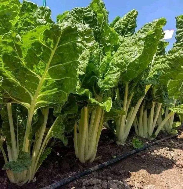 Fresh Spinach from Tradly