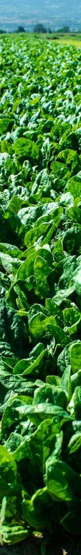 Spinach thumbnail 2