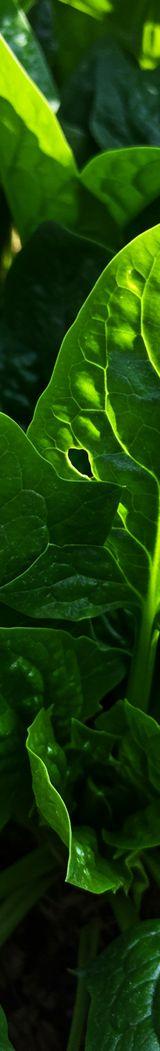 Spinach thumbnail 4