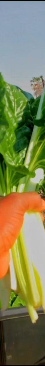 Spinach thumbnail 3