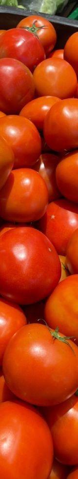 Tomatoes thumbnail 2