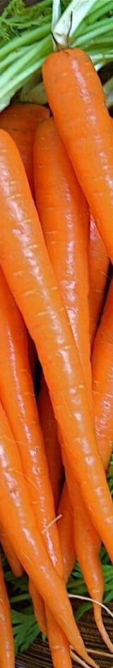 Carrots thumbnail 1