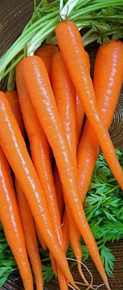 Fresh Carrots from Tradly