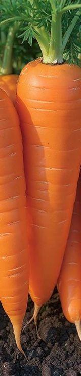 Carrots thumbnail 2