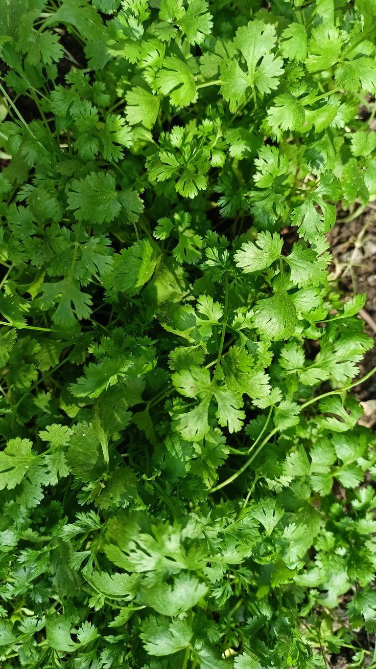 Fresh Dhania from Tradly