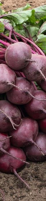 Beetroots thumbnail 2