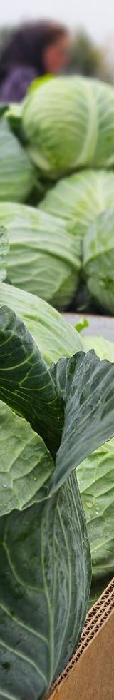 Cabbages thumbnail 2
