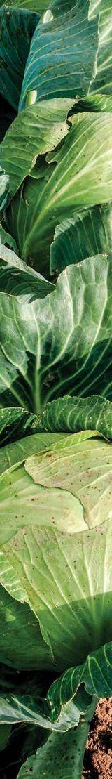 Cabbages thumbnail 1