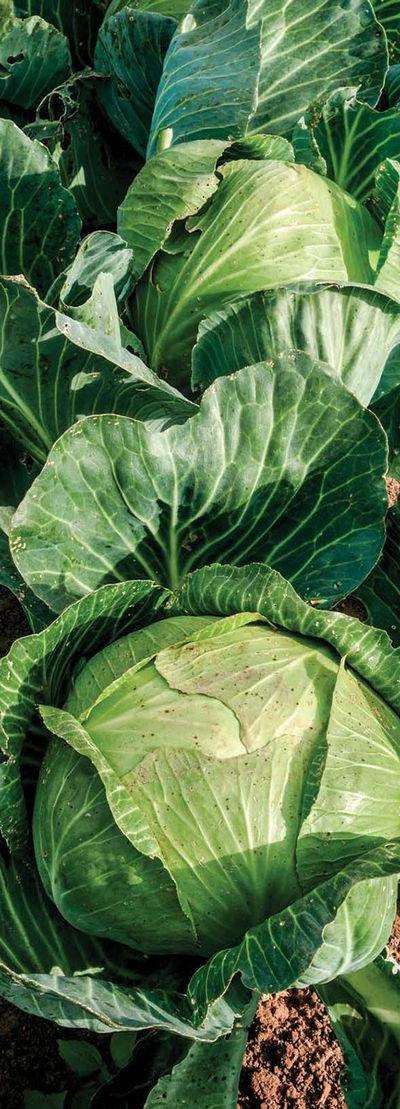 Fresh Cabbages from Tradly