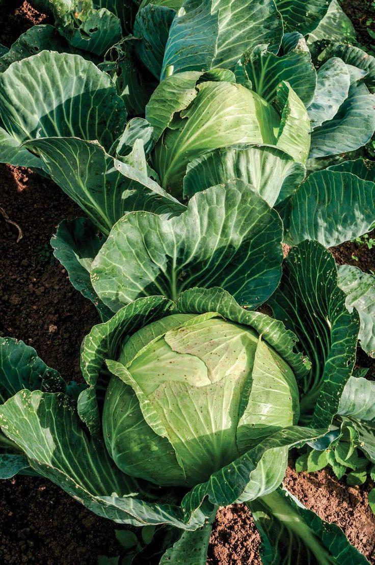 Fresh Cabbages from Tradly