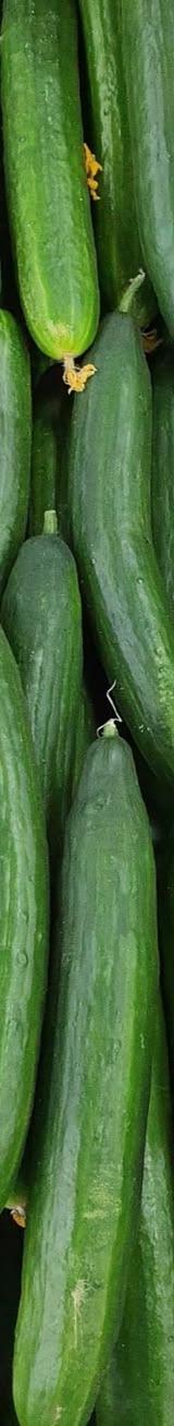 Cucumber thumbnail 2