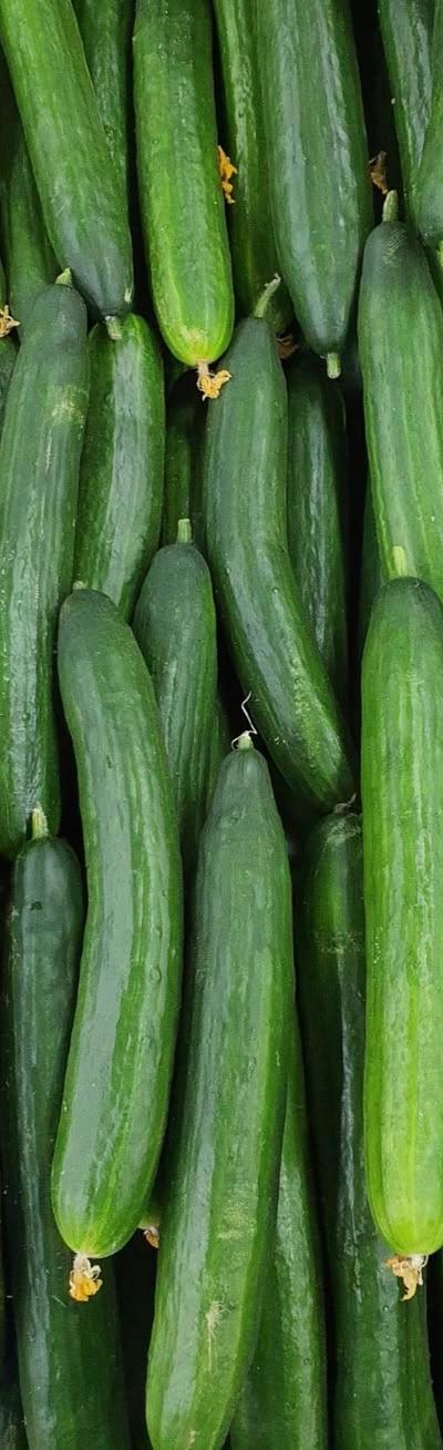 Fresh Cucumber from Tradly
