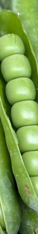 Green Peas (Minji) thumbnail 1