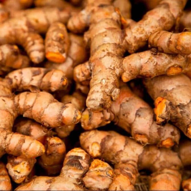 Fresh Turmeric Root (Manjano) from Tradly