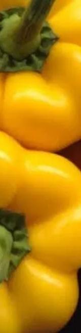 Yellow Hoho (Yellow Capsicum) thumbnail 2