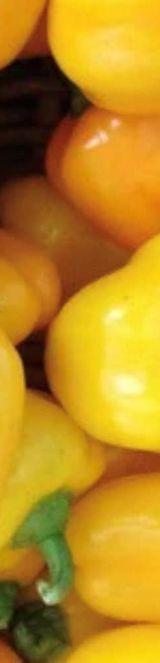 Yellow Hoho (Yellow Capsicum) thumbnail 3